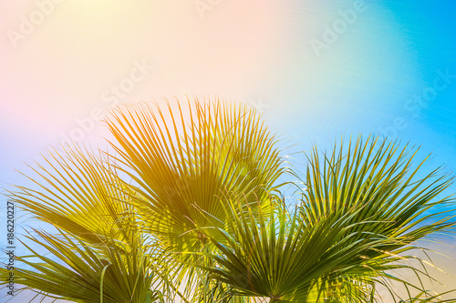 Frame from Large Round Spiky Palm Tree Leaves on Clear Blue Sky Background. Golden Pink Peachy Sun Light. Tropical Vacation Traveling Asia Caribbean Mediterranean.Copy Space