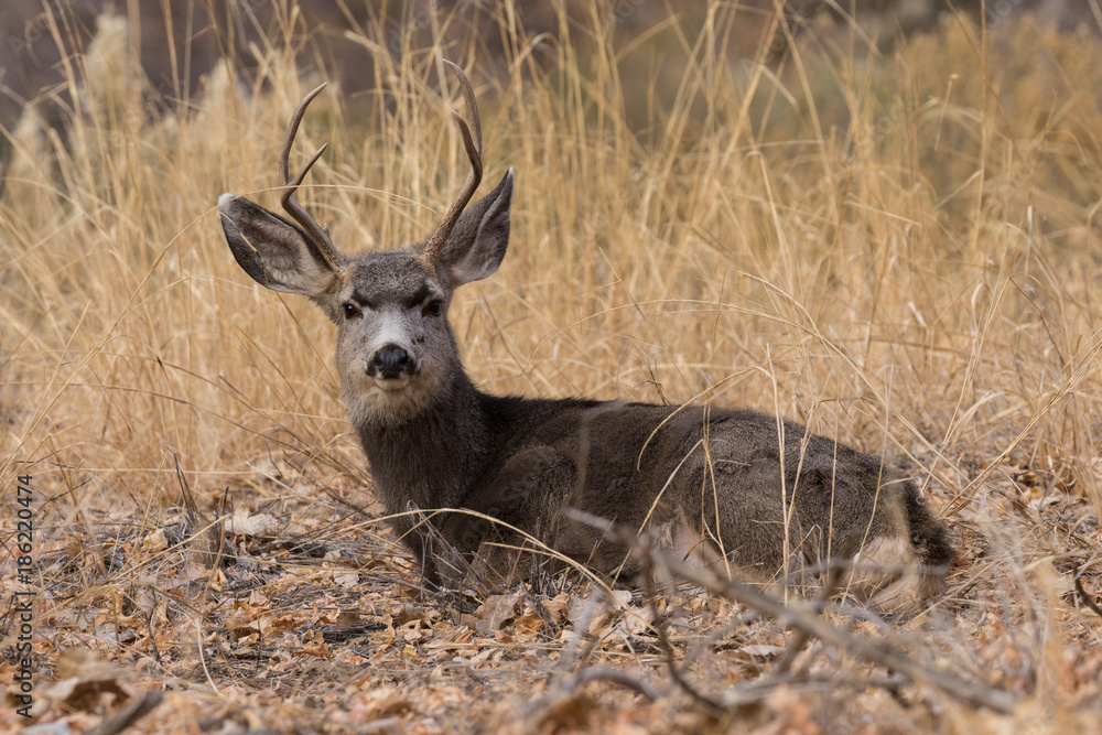 Mule Deer Buck Bedded