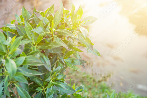 Schilderij op canvas Branch of Bush with Young Green Leaves in Morning Golden Sunlight Hanging over River