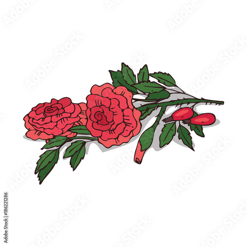 Isolated clipart of plant Rose on white background. Botanical drawing of herb Rosaceae with flowers and leaves