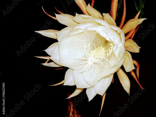 Saussurea obvallata flower on dark background