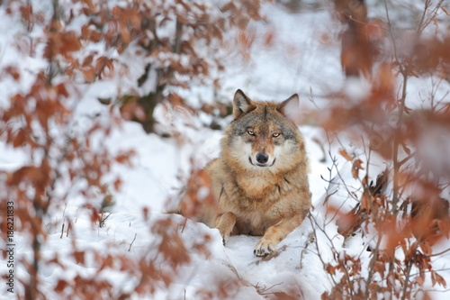 Photography Canis lupus