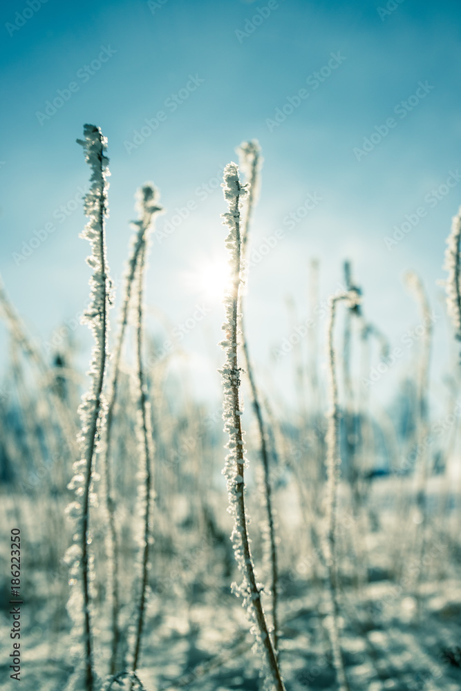 Fototapeta premium Gefrorene Gräser im Winter, Eiskristalle, Froschperspektive