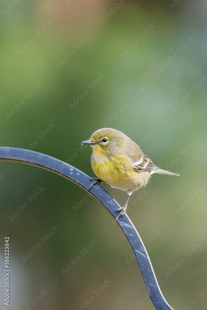 Obraz premium Pretty Pine Warbler taking a rest
