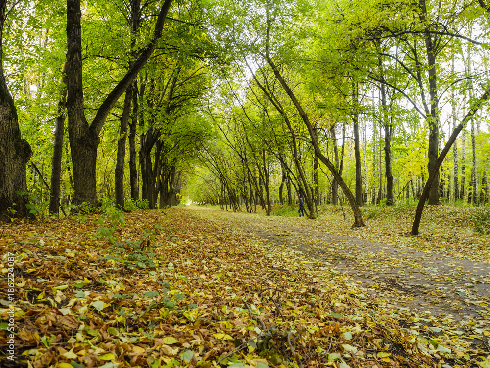 Obraz premium Green alley