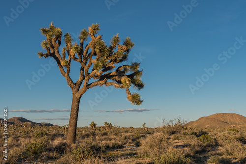 Leaning Joshua Tree in Afternoon Light