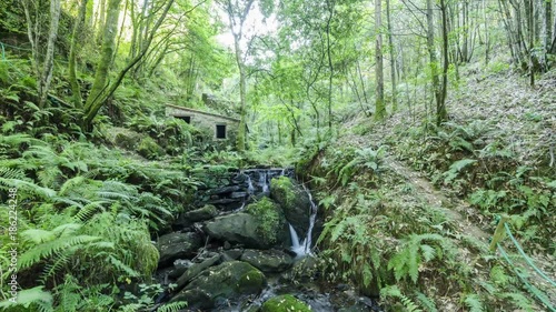 Time lapse del río en el bosque