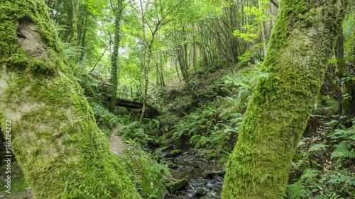 Time lapse en el bosque de Galicia