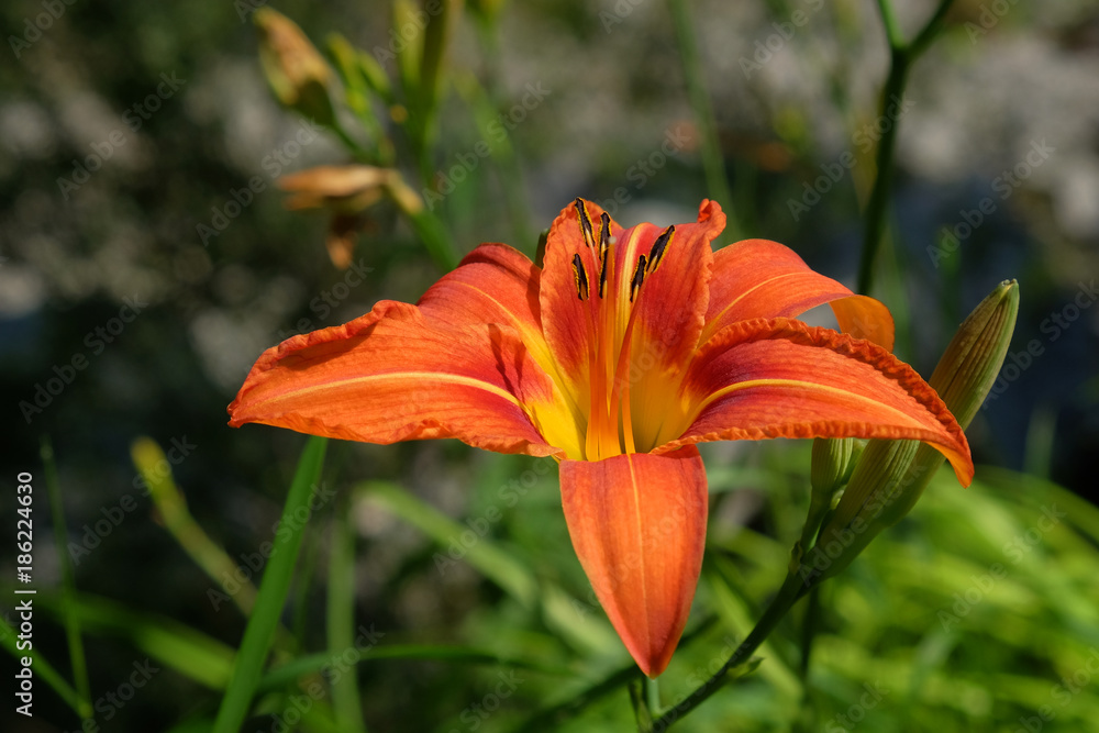 Fototapeta premium Feuerlilie