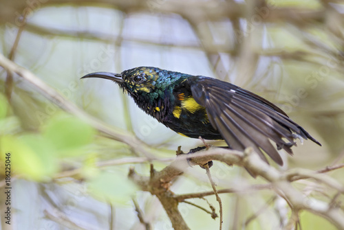 Photography Purple Sunbird - Cinnyris asiaticus, Sri Lanka