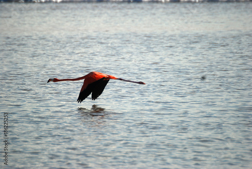 Bird in Celestun photo