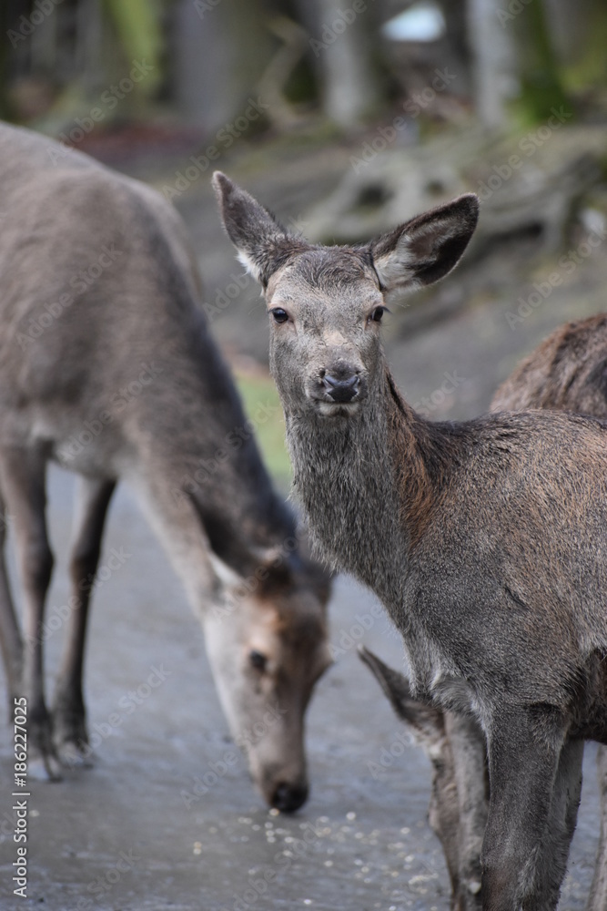 Closeup of a young red deer with his family in a forest in Germany Closeup of a young red deer with his family in a forest in Germany