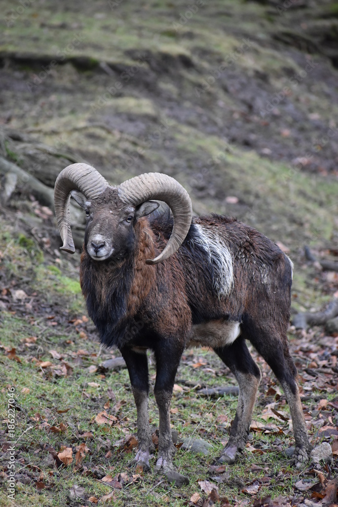 Closeup of a brown ram in a forest in Germany Closeup of a brown ram in a forest in Germany