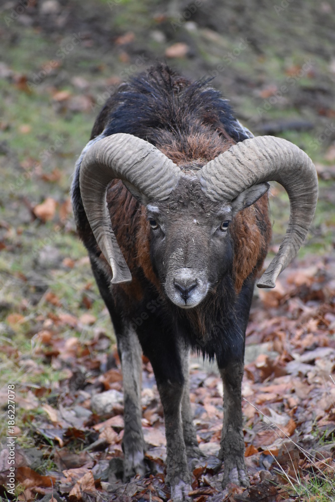 Closeup of a brown ram in a forest in Germany Closeup of a brown ram in a forest in Germany