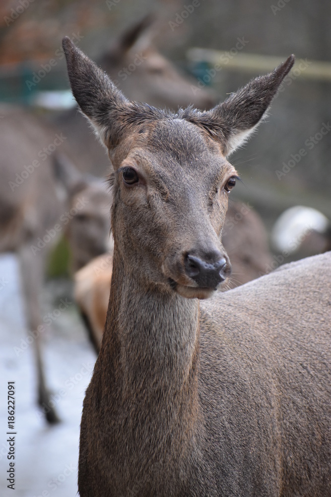 Closeup of a young red deer in a forest in Germany
