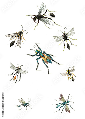 Illustration wasps, bees and bumblebees. © ruskpp