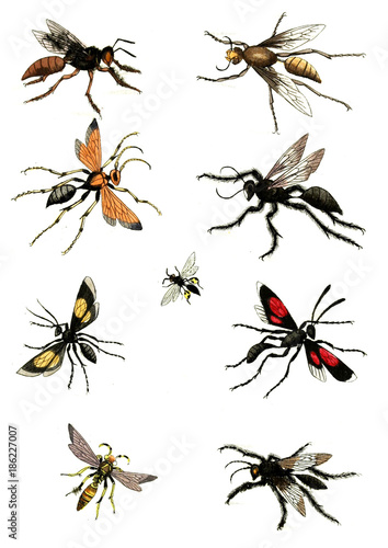 Illustration wasps, bees and bumblebees.