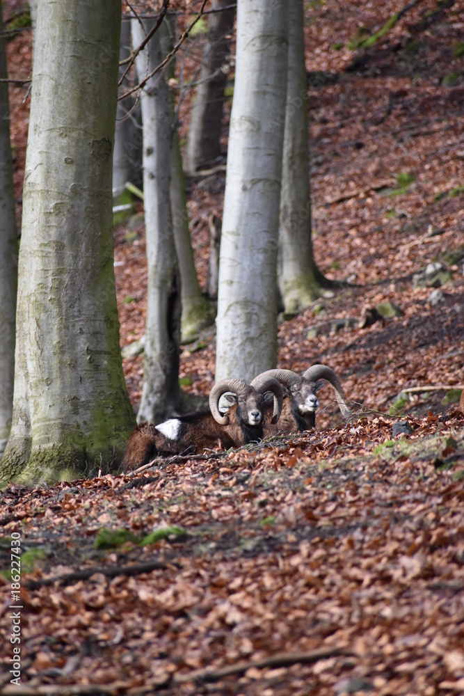 Closeup of two brown rams in a forest in Germany Closeup of two brown rams in a forest in Germany