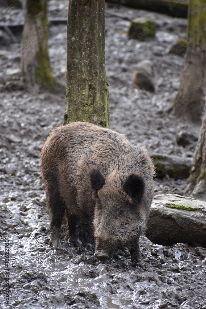 Closeup of a young brown wild boar Closeup of a young brown wild boar