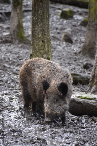 Closeup of a young brown wild boar