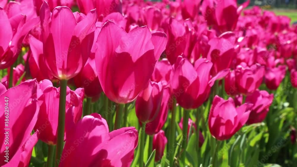 Pink Tulips Pink Tulips