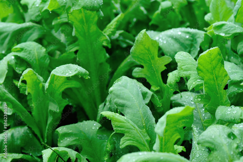 Green indian lettuce plants growing at vegetable garden Green indian lettuce plants growing at vegetable garden