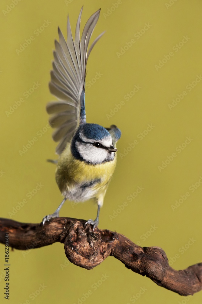 Obraz premium Parus major, Blue tit . Wildlife landscape, titmouse sitting on a branch. Blue tit bird wild animal dancing with a shot wing. Wildlife, Green background