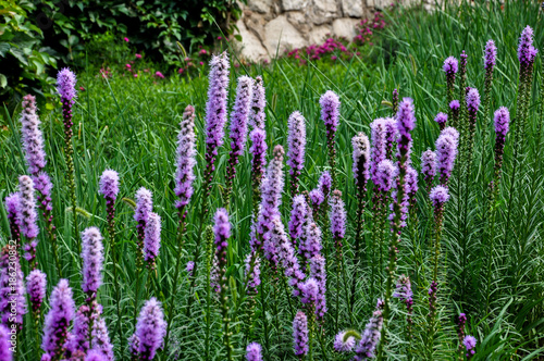 Purple blooms