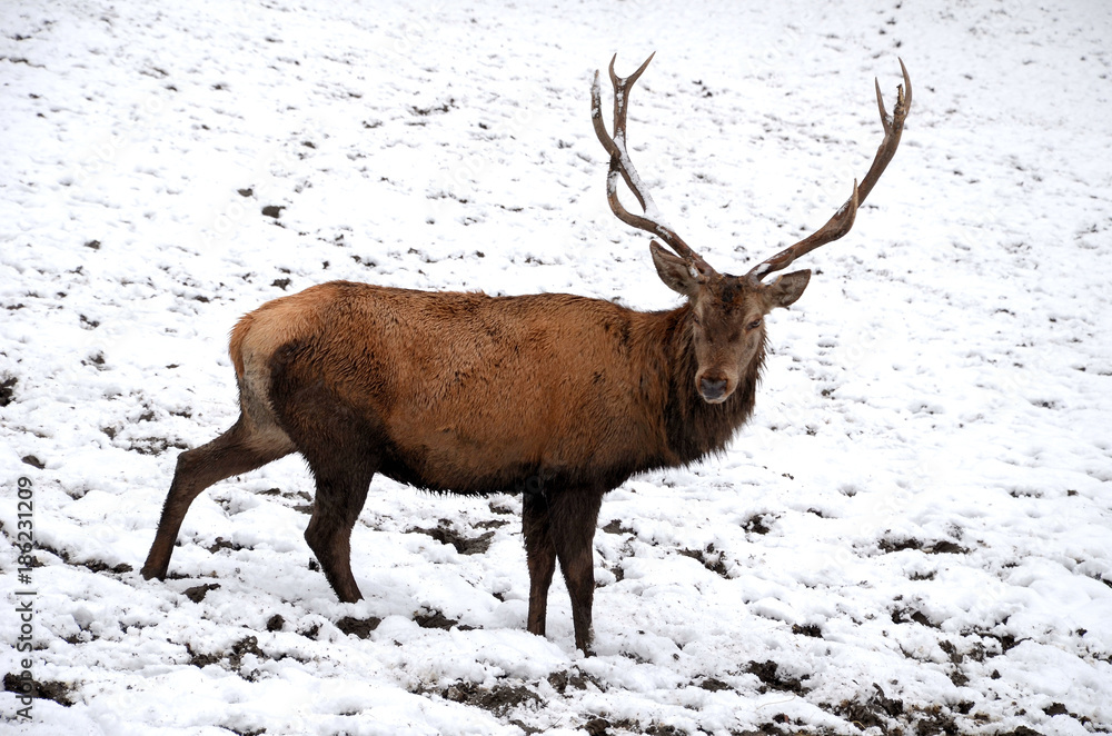 Deer with large horns on the snow