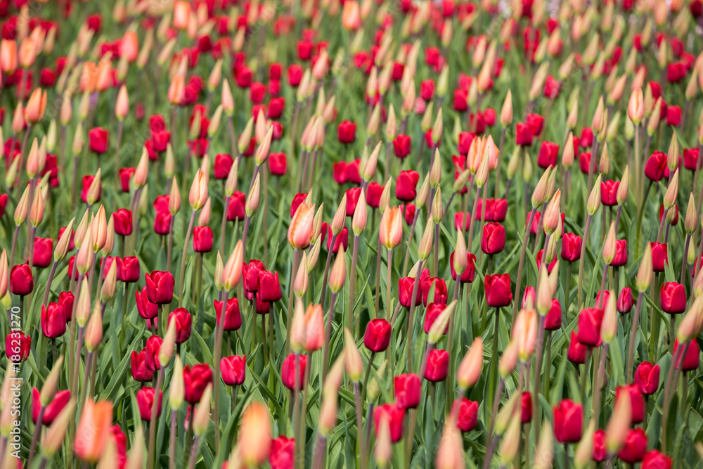 red tulips flowers blooming in a garden