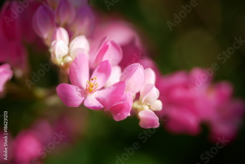 Pink flower close up. © verapon