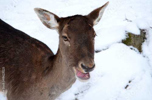 Obraz na płótnie Roe deer with mouth open in the snow w salonie