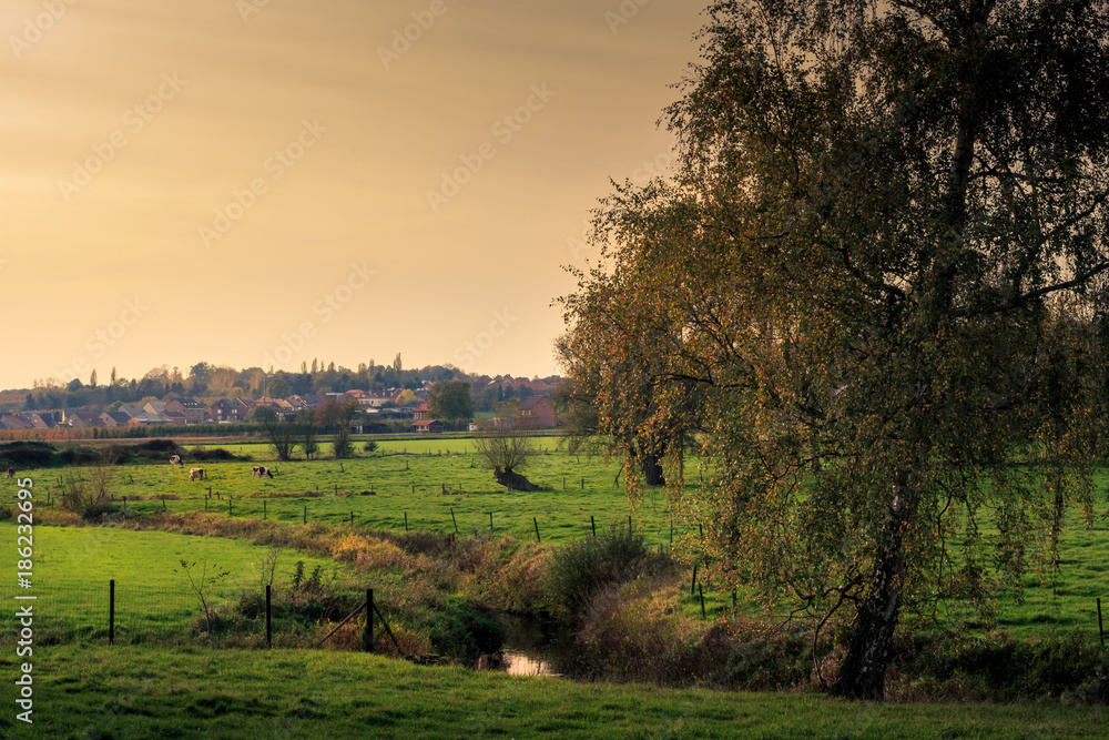 Meadows with cows, a tree and a small river (Velpe) in the fall. Flemish landscape. Kortenaken, Flanders, Belgium, Europe Meadows with cows, a tree and a small river (Velpe) in the fall. Flemish landscape. Kortenaken, Flanders, Belgium, Europe