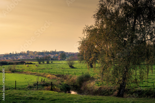 Fotografie, Obraz Meadows with cows, a tree and a small river (Velpe) in the fall