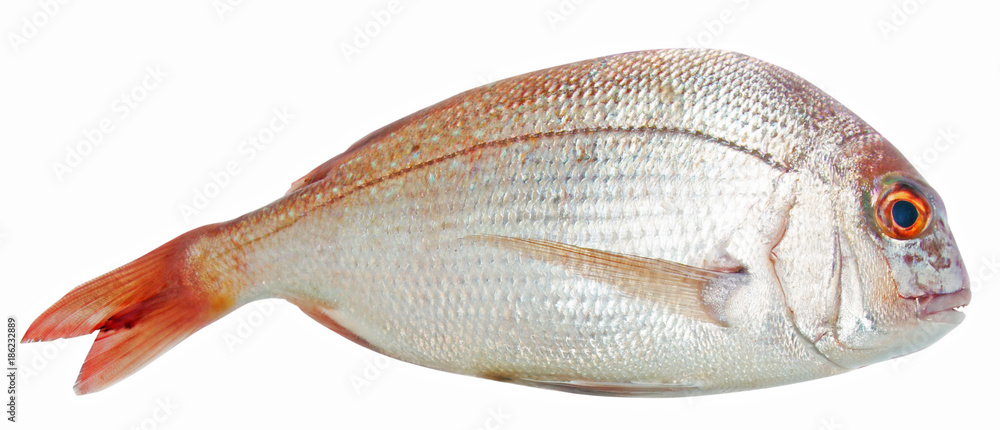 Fish isolated on the white Fish isolated on the white
