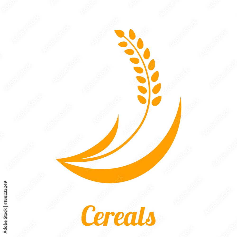 Fototapeta premium Wheat spike yellow isolated on white background.
