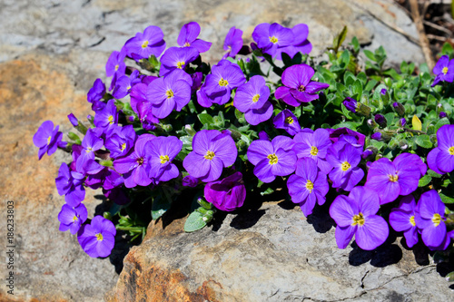 Purple Rockcress (Aubrieta Tauricola)