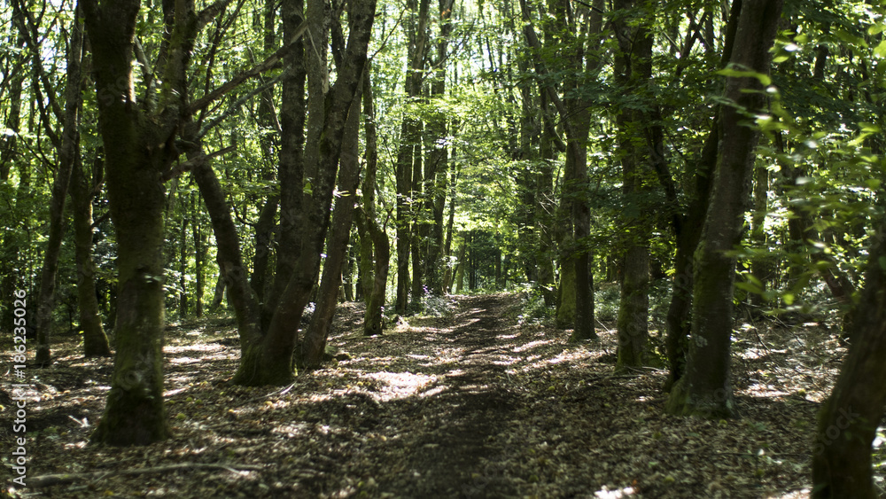 Naklejka premium Sendero entre castaños