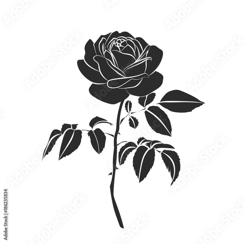 silhouette of rose