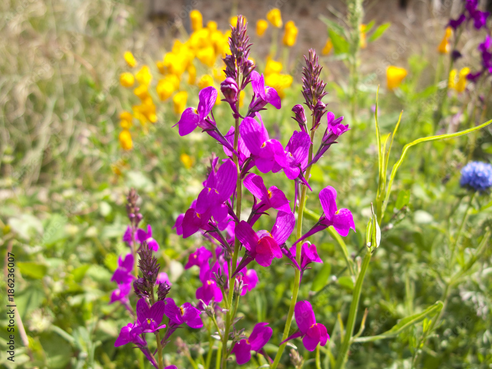 Flowers at spring Flowers at spring