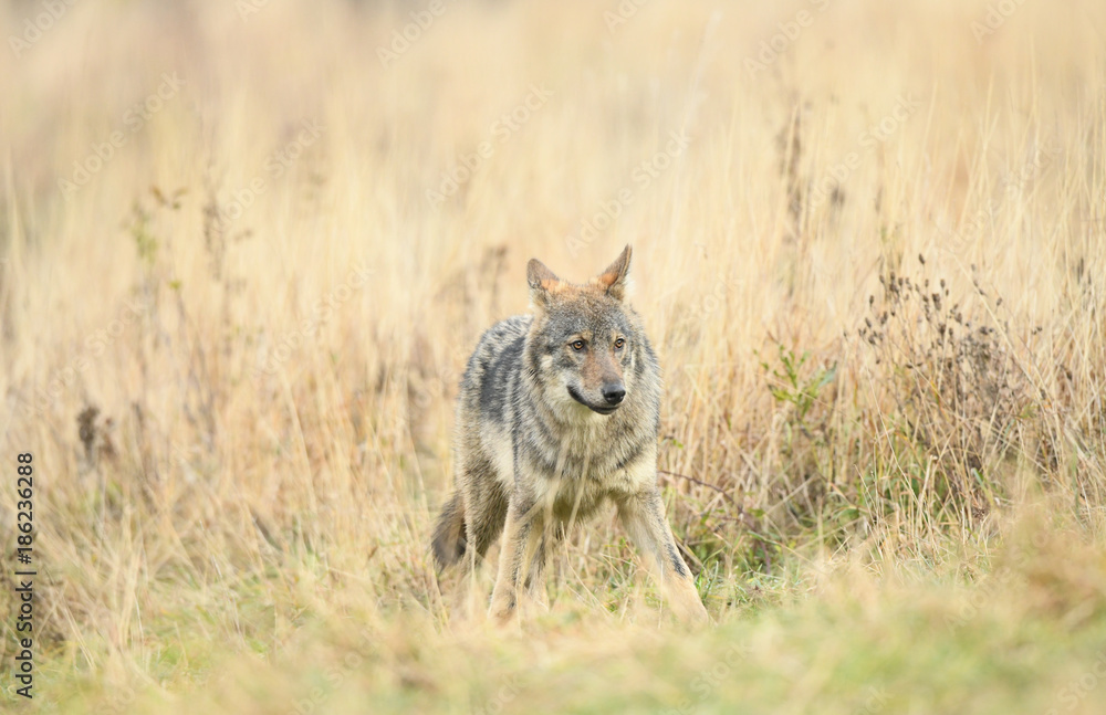 Wolf im hohen Gras - Canis Lupus