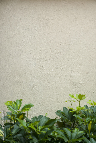 Detail of tropical green leaves with wall background, old stucco in Guatemala.