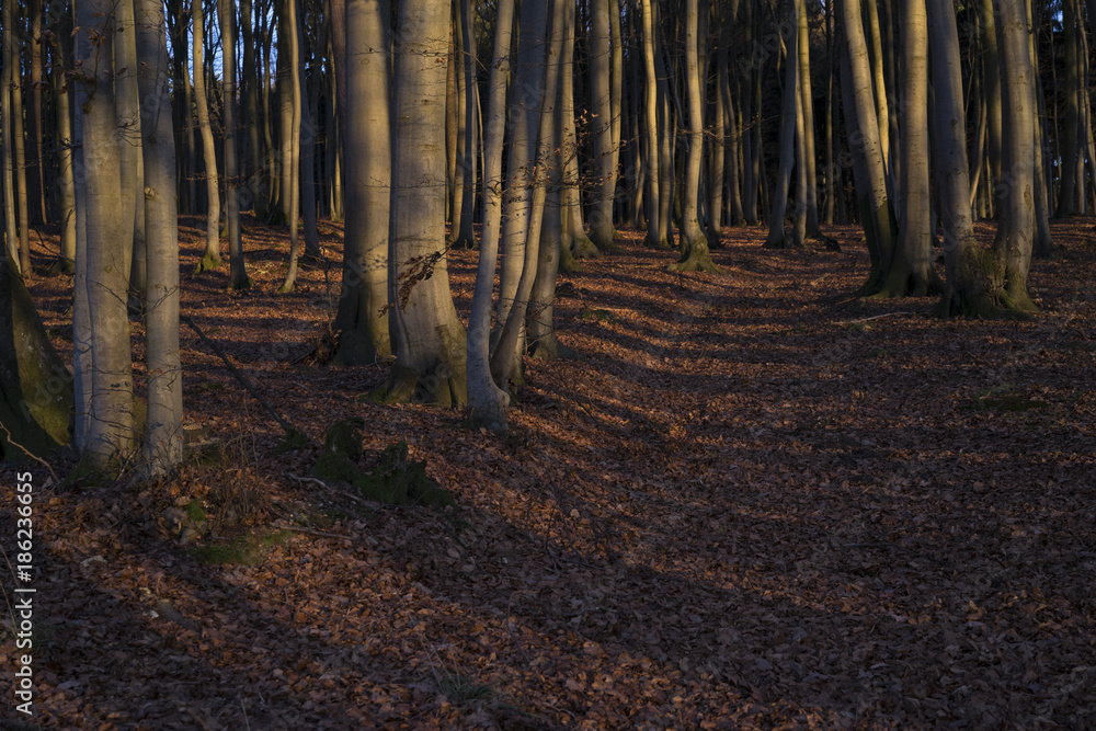 Naklejka premium Forest in spring, warm evening sun