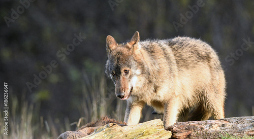 Obraz na płótnie Wolf beim Fressen - canis lupus w salonie