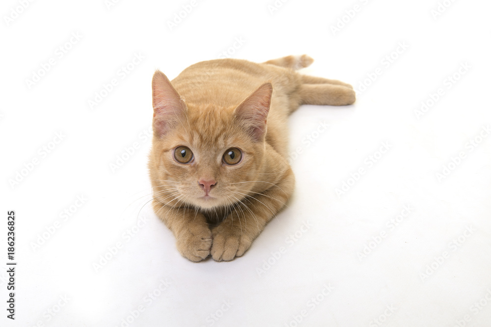 Red ginger cat lying on the floor seen from a high angle view looking up on a white background