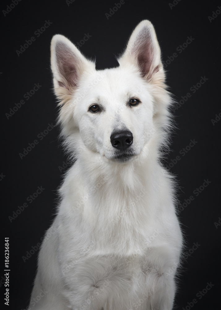 Portrait of a white swiss shepherd on a black background