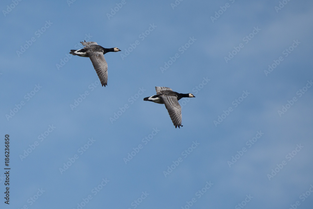 Two flying canadian goose on a blue sky