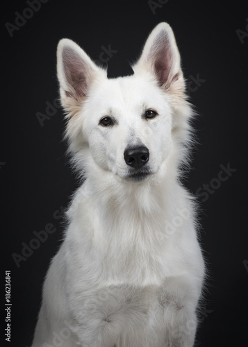 Portrait of a white swiss shepherd on a black background © Elles Rijsdijk