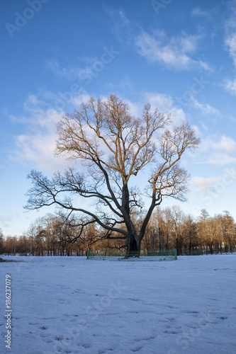 Obraz na płótnie Old Oak in Gatchina Park