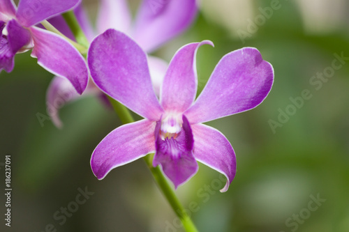 Orquideas